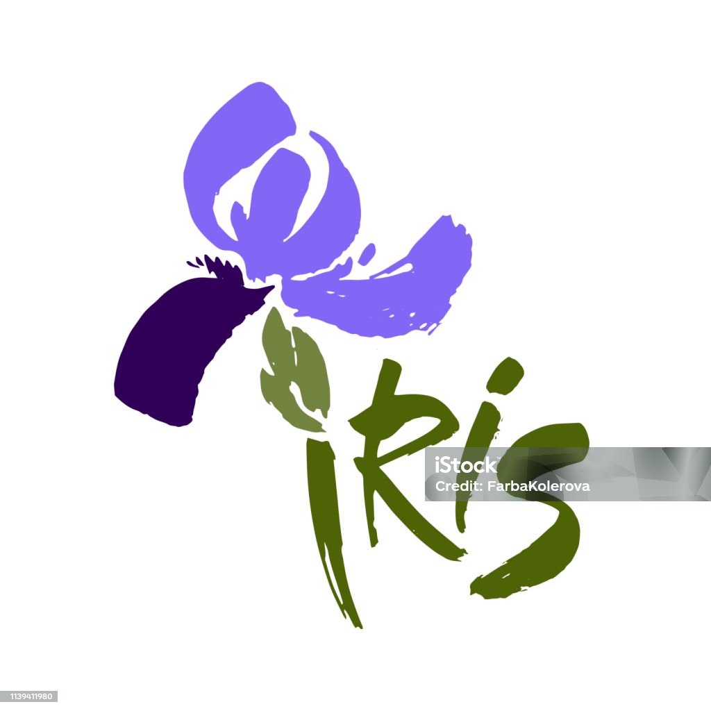 Iris Lettering Vector Flower Floral Background Calligraphy Ink Stylized Calligraphic ...