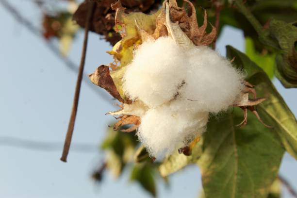 istock Cotton Boll or Gossypium hirsutum on Plant. 1139412773