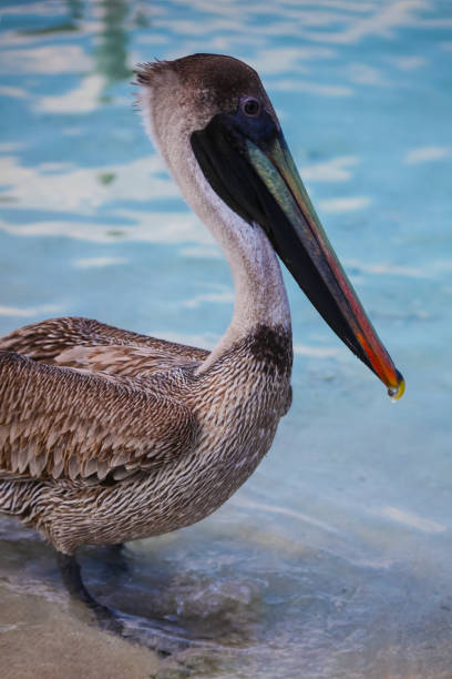 istock One Pelican on the beach Varadero, Cuba. 1139412969