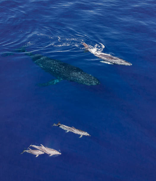 istock Humpback whales and dolphins 1139413297
