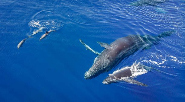 istock Humpback whales and dolphins 1139413327