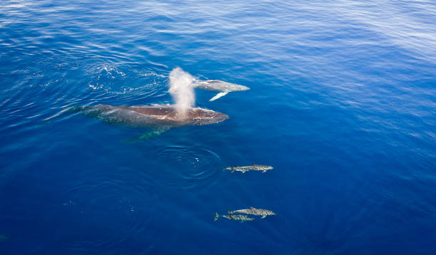 istock Humpback whales of Hawaii and dolphins 1139413394