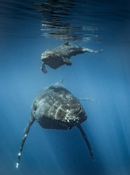 istock Humpback whales of Hawaii and dolphins 1139414485