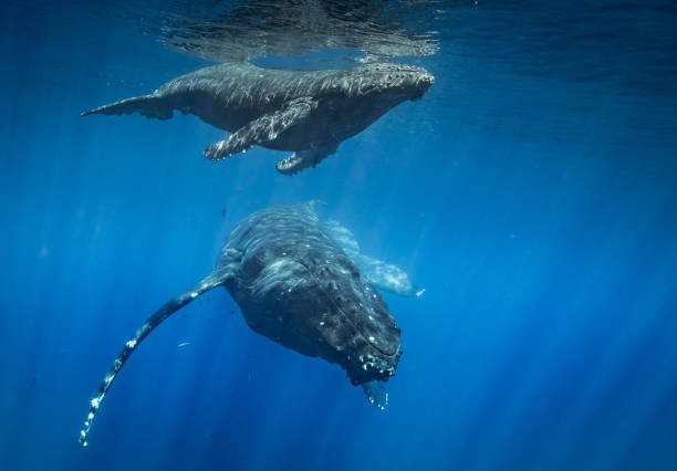 istock Humpback whales of Hawaii and dolphins 1139414534