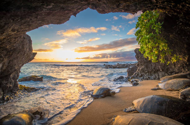 tartaruga in una grotta su maui - isola di maui foto e immagini stock