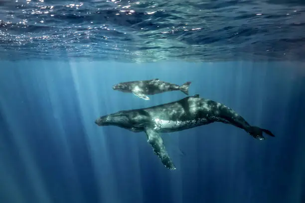 Whales and dolphins playing together