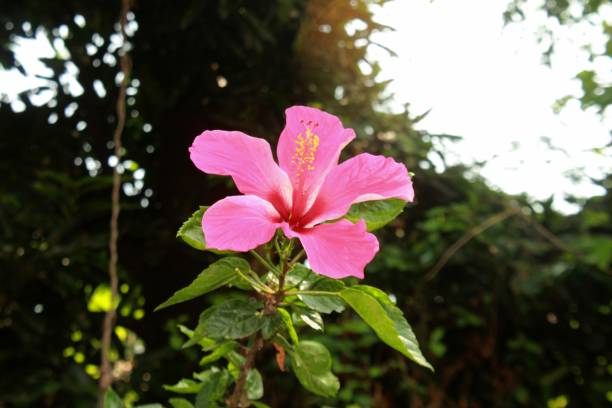 istock Pink hibiscus flower 1139414824