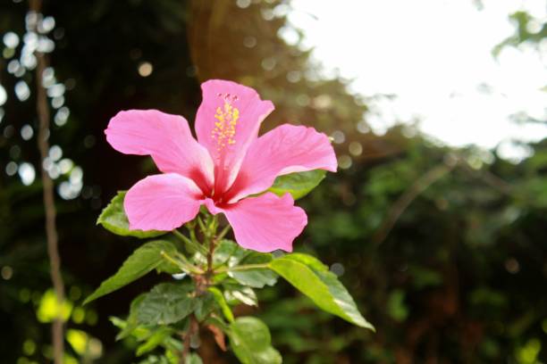istock Hibiscus flower in garden, copy space 1139415444