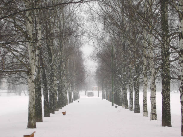 istock alley of  birch 1139415494