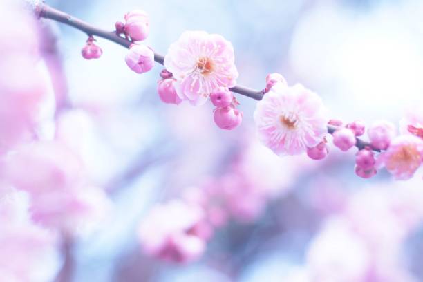 3,600+ Chinese Plum Japanese Apricot Bloom White Flower Beautiful