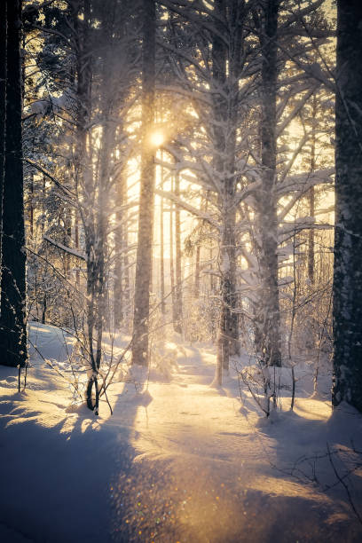 istock Trees are in the forest in winter under snow - landscape 1139416818