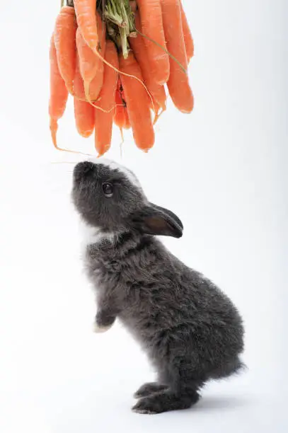 Photo of Cute little rabbit eating carrot