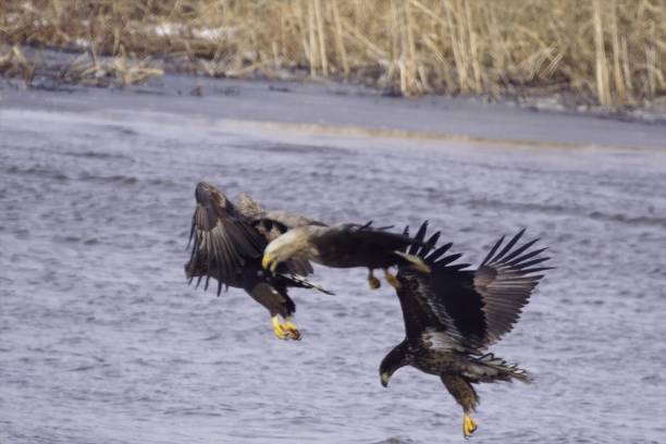 istock Hokkaido's birds of prey 1139419306