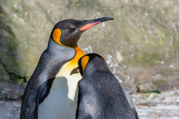 Pair of king penguins basking on afternoon sunlight.Blurred rock in background.Bright and vibrant wildlife image with copy space.Majestic, large and colourful birds.