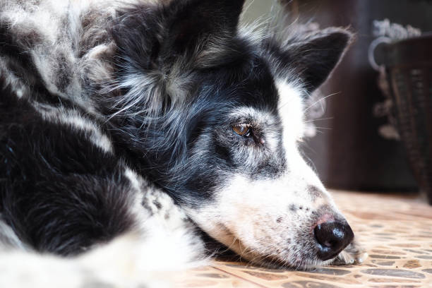 istock Close up Sleeping dog on the floor 1139422669
