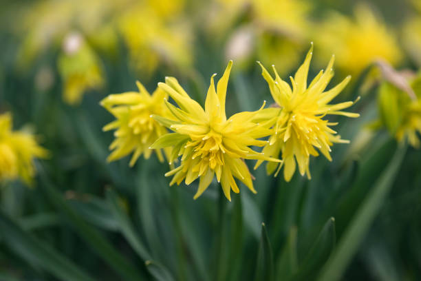 istock Beautiful daffodil Rip van winkle flowers in the spring garden. 1139423013