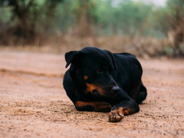 istock poor homeless animal 1139423615