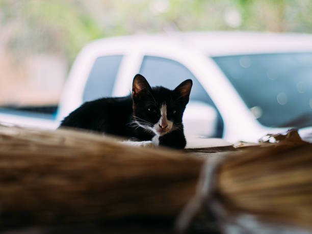 poor homeless animal