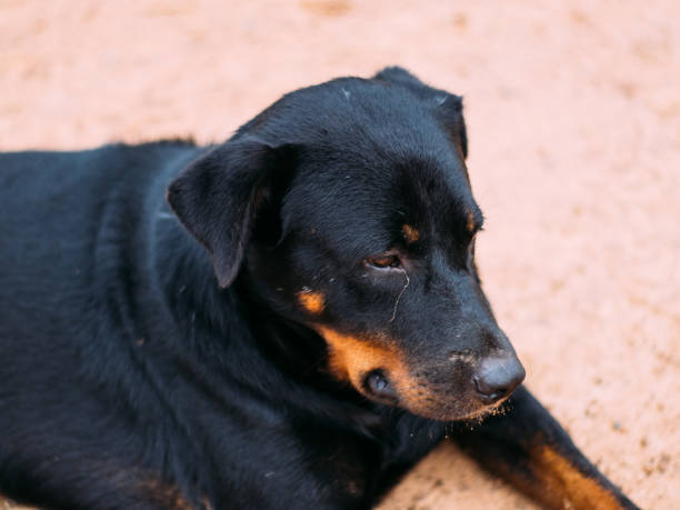 istock poor homeless animal 1139423649