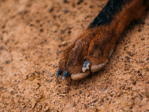 istock poor homeless animal 1139423704