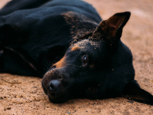 istock poor homeless animal 1139423756
