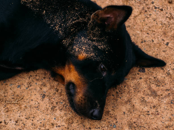 poor homeless animal