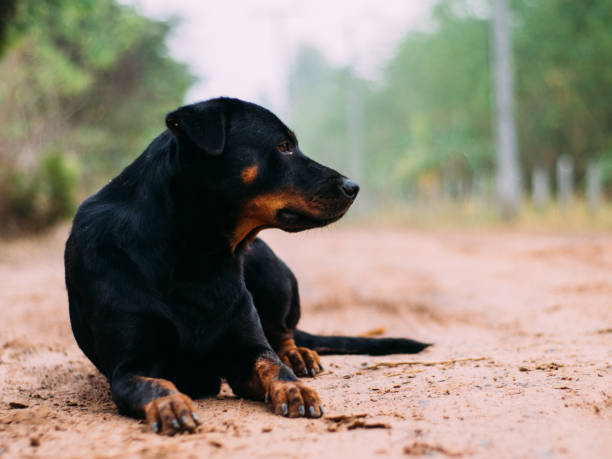 istock poor homeless animal 1139424528