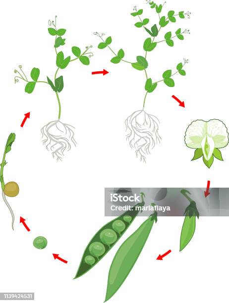 Life Cycle Of Pea Plant With Root System Stages Of Pea Growth From Seed ...