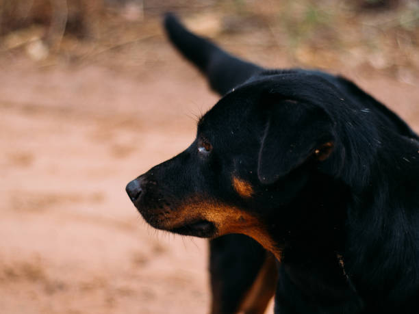 istock poor homeless animal 1139424685