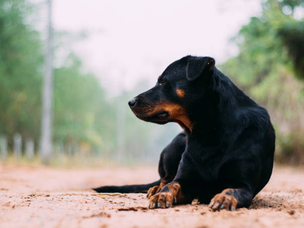 istock poor homeless animal 1139424738