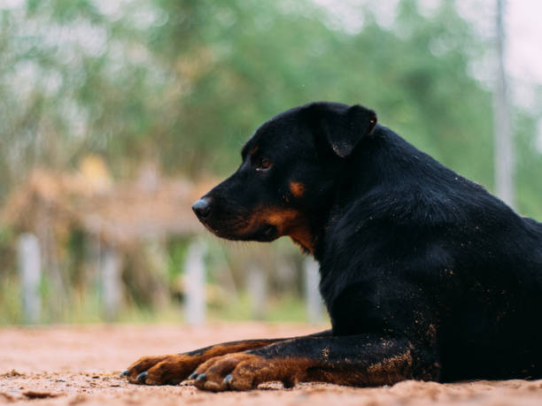 poor homeless animal