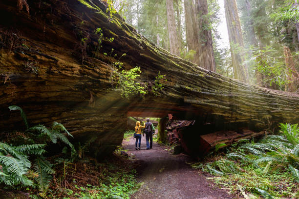 a couple tourists hiking in redwood national park, california - redwood sequoia california redwood national park imagens e fotografias de stock