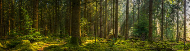 Golden sunbeams illuminating idyllic mossy forest glade wilderness woodland panorama Golden beams of early morning sunlight streaming through the pine needles of a green forest to illuminate the soft mossy undergrowth in this idyllic woodland glade. glade photos stock pictures, royalty-free photos & images