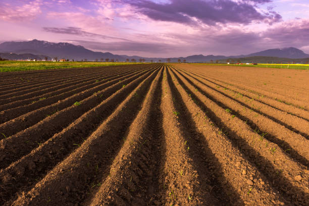 istock Symmetric plowed field of crops in the spring evening light 1139431504