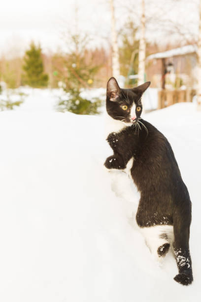 istock Black and white young cat walks on the street 1139431695