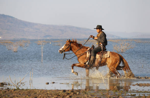 Aigues-Mortes, France - June 28, 2024: Adult male Gardian cowboy rides his  White Camargue horse through a marsh at dusk in the Camargue, Europe