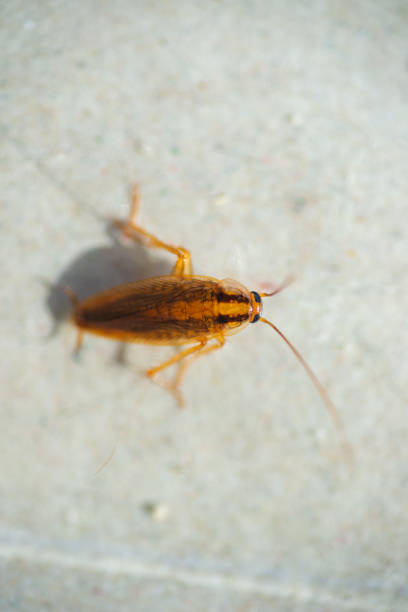 istock Big, fat cockroach close up 1139433236