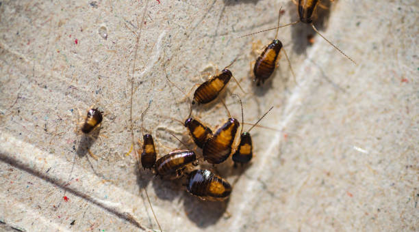 istock Many little cockroaches in one place 1139433251
