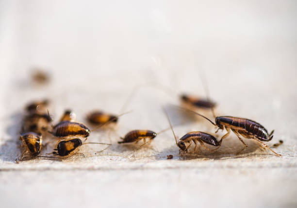 Many little cockroaches in one place
