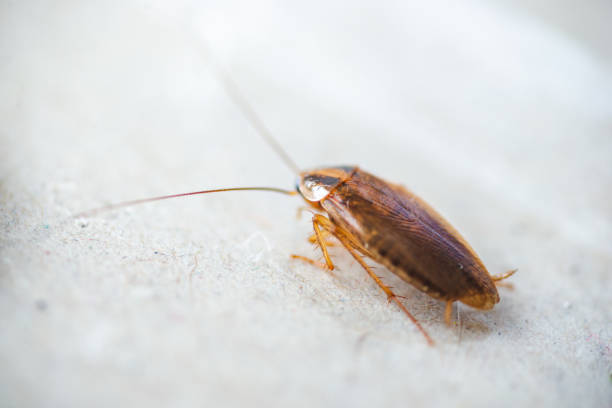 istock Big, fat cockroach close up 1139433278