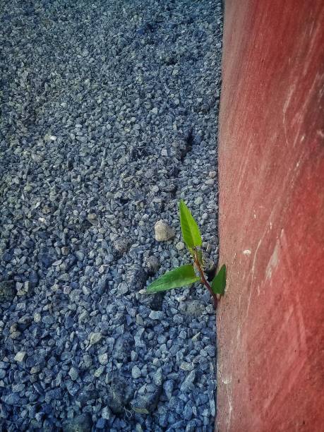 istock young plant growing through the ground 1139433324