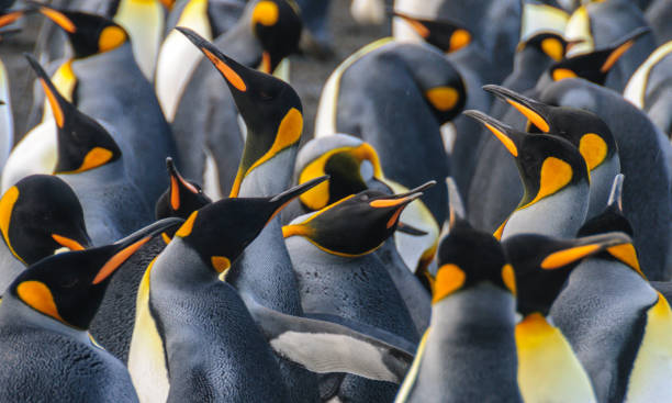 istock King Penguins on Gold Harbour 1139433338