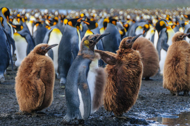 istock King Penguins on Gold Harbour 1139433344
