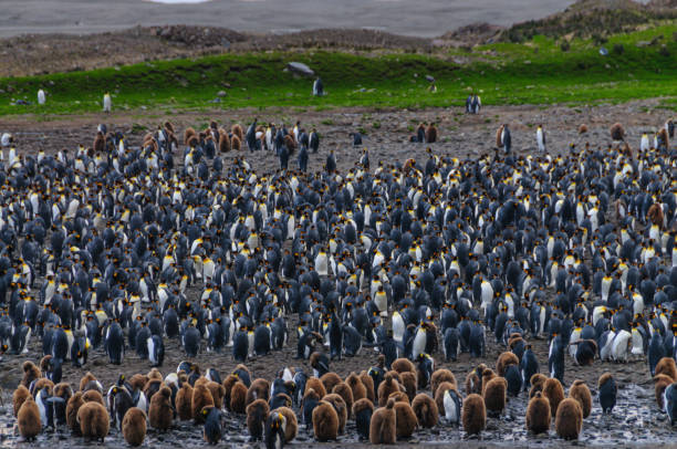 istock King Penguins at Fortuna Bay 1139433355