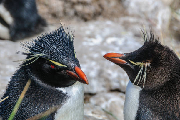 istock Rockhopper Penguins on Westpoint Island 1139433393
