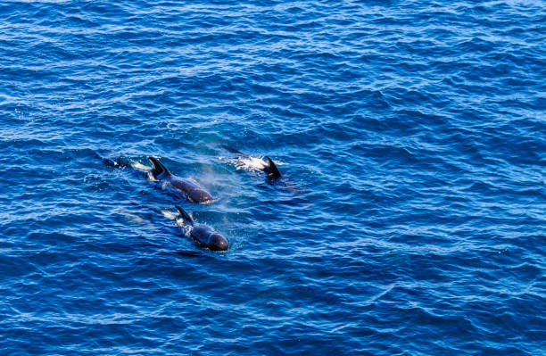 istock Long-Finned Pilot Whales in the Southern Atlantic Ocean 1139433402