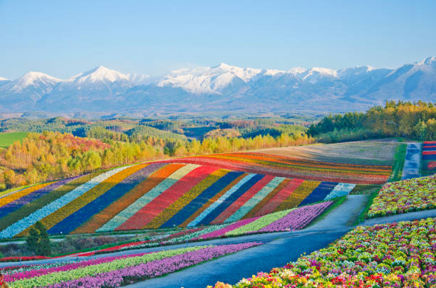 Panoramic Flower Gardens in Biei Active Volcano, Biei Town, Furano Basin, Hokkaido, Japan furano basin stock pictures, royalty-free photos & images