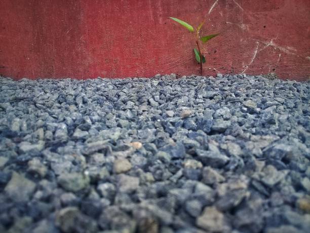 istock young plant growing through the ground 1139433502