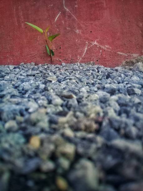 istock young plant growing through the ground 1139433509