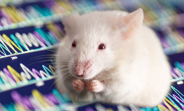 white mouse with black background stock photo
